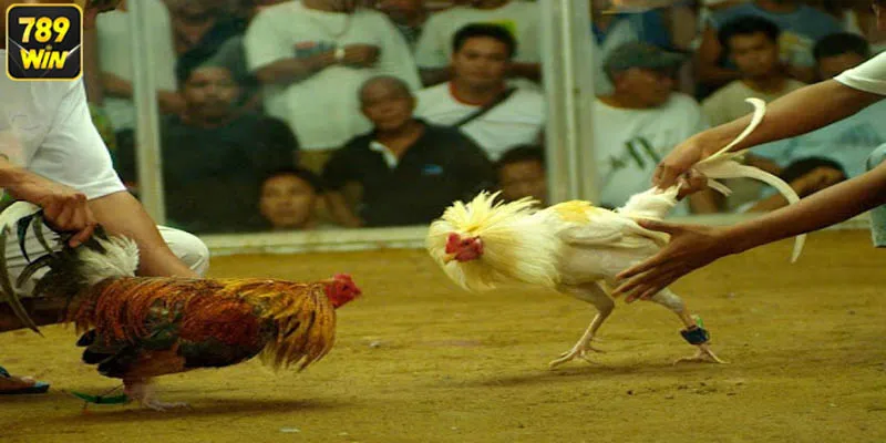 Nâng cao cơ hội chiến thắng với các chiến lược phân tích chuyên sâu.